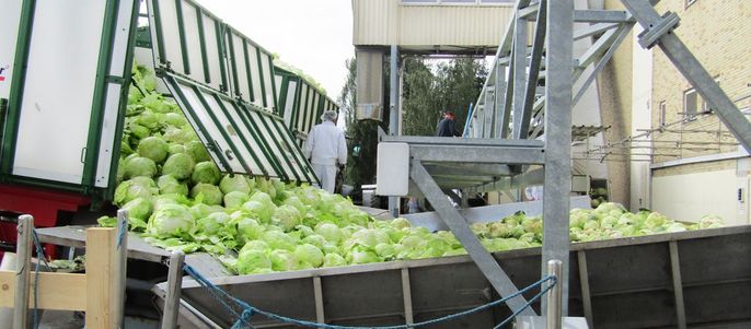 Eine große Menge grünes Gemüse, vermutlich Kohlköpfe, wird von einem Lastwagen in eine Maschine entladen.