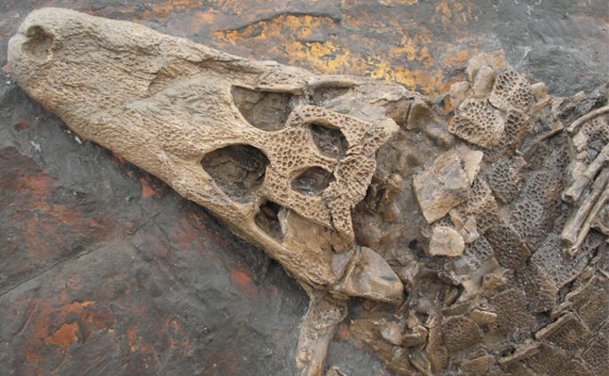 Ein versteinerter Schädel eines prähistorischen Lebewesens mit verschlungenen Mustern und Löchern, eingebettet in eine felsige Oberfläche.