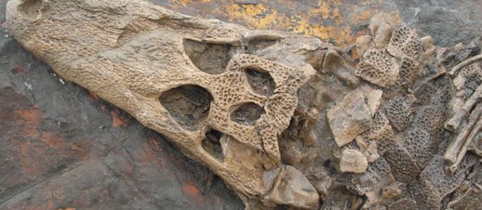 Ein versteinerter Schädel eines prähistorischen Lebewesens mit verschlungenen Mustern und Löchern, eingebettet in eine felsige Oberfläche.