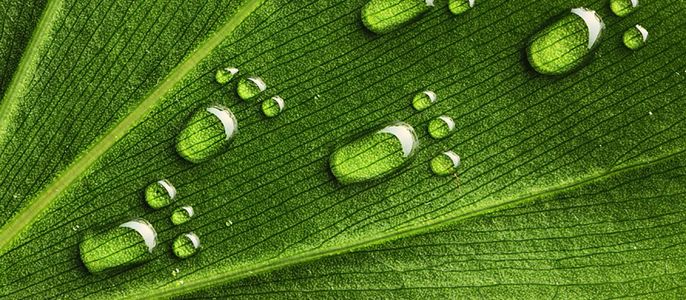 Eine Nahaufnahme eines grünen Blattes mit mehreren Wassertropfen in Form von Tatzen darauf.