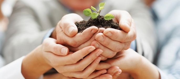 Hände die von anderen Händen gehalten werden, welche eine Pflanze halten.